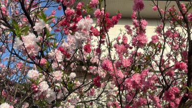 満開の花桃